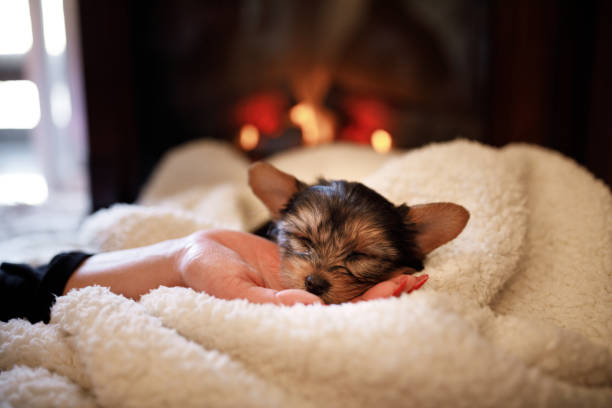 Cute puppy wrapped in blanket sleeping on female hand stock photo