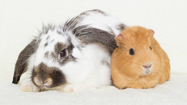 cute rabbit and a golden guinea pig cute rabbit and a golden guinea pig on the bedspread guinea pig stock pictures, royalty-free photos & images