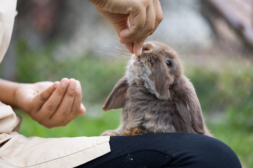 Cute rabbit eating pellet food from owner woman hand. Hungry rabbit eating food in the meadow. Owner feeding food to her rabbits. Friendship with easter bunny.