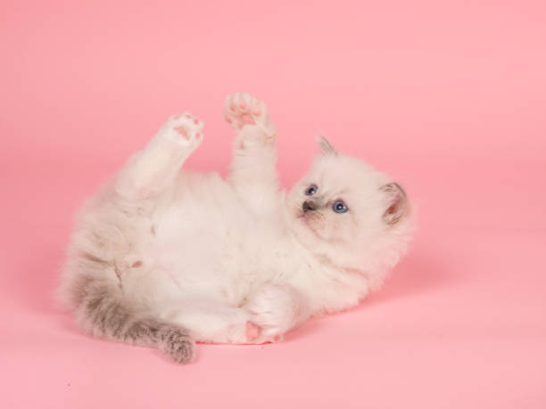 Cute rag doll baby cat playing on a pink background stock photo