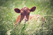 istock Cute Red Angus calf 990656226