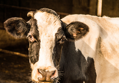 Cute Sad Cow Looking And Staring At Camera Black And White Cute Sad Cow Looking And Staring At Camera Black And White