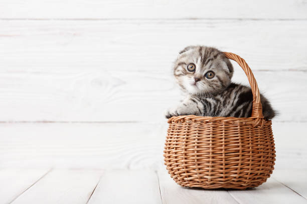 Cute scottish fold kitten in basket Cute scottish fold kitten in basket on white wooden background scottish fold cat stock pictures, royalty-free photos & images