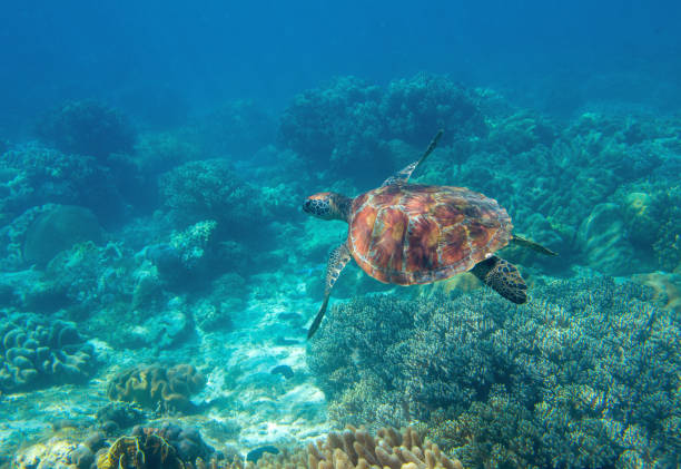 Cute sea turtle in blue water of tropical sea. Green turtle underwater photo. Wild marine animal in natural environment. Endangered species of coral reef. Tropical seashore wildlife. stock photo