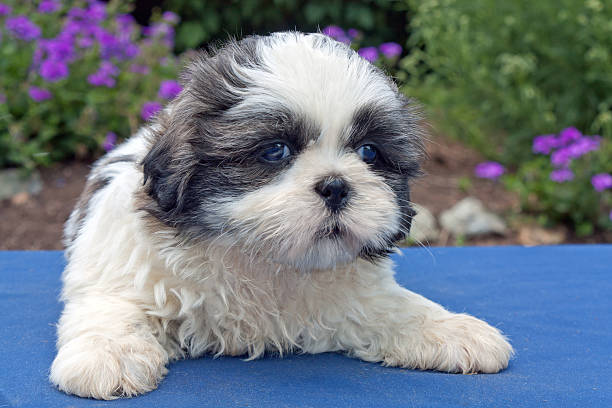5 626 Shih Tzu Puppies Stock Photos Pictures Royalty Free Images Istock