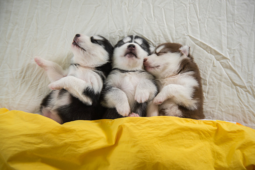 Funny Cutest Siberian Husky Puppies