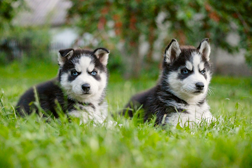 Cute siberian husky puppies with blue eyes sitting in green grass on a summer day.