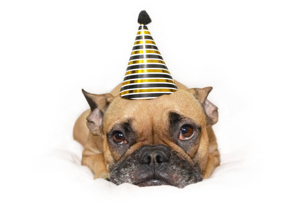 Cute small French Bulldog dog with gold and black new year party hat on head lying on white backgrund Portrait of an Isolated cute small French Bulldog dog girl with pointed gold and black striped new year party or birthday hat on head lying on white backgrund happy new year dog stock pictures, royalty-free photos & images