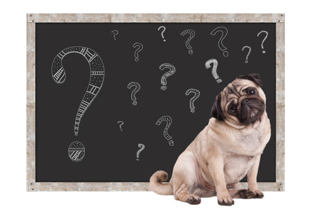 cute smart pug puppy dog sitting in front of  blackboard with chalk question marks, isolated on white background stock photo