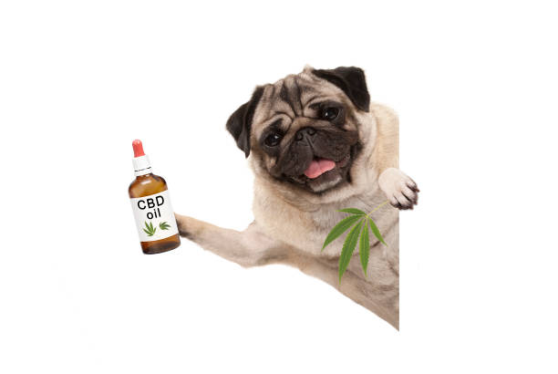 cute-smiling-pug-puppy-dog-holding-up-bottle-of-cbd-oil-and-marijuana-picture-id904169814