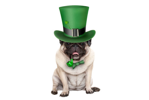 cute smiling st patricks day pug puppy dog sitting down with green top hat and pipe stock photo