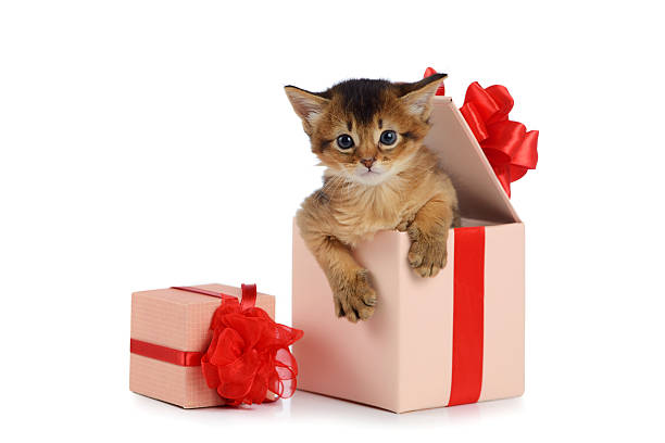 Cute somali kitten in a present box isolated Cute somali kitten in a present box isolated on white background happy birthday cat stock pictures, royalty-free photos & images