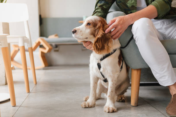 Cute spaniel dog sits at a cafe next to a visitor, generic interior. stock photo