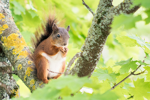 The cutest animal on earth: squirrel.