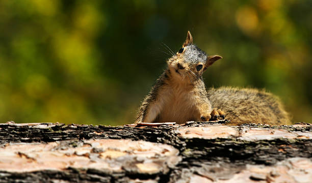 Cute Squirrel stock photo