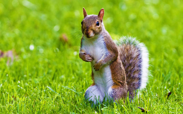 Cute Squirrel Seeing stock photo