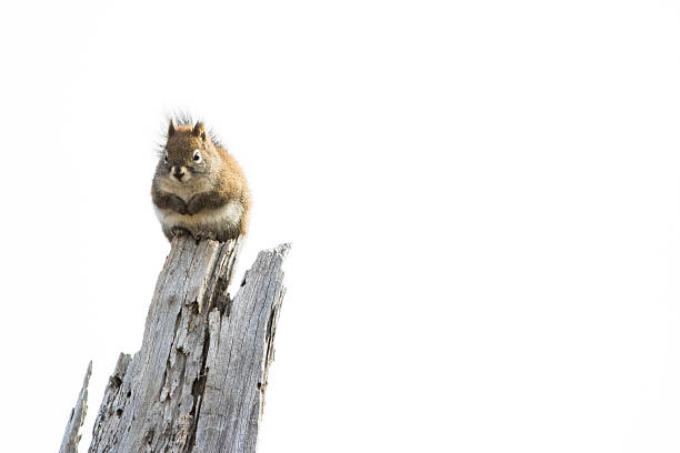 Cute Squirrel Sitting on Tree Cute squirrel sitting on a tree with a plain white background.  Space to the right allows room for text and icons. dead squirrel stock pictures, royalty-free photos & images