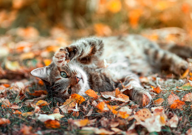 cute striped cat lies in the autumn sunny garden among the fallen bright yellow leaves stock photo