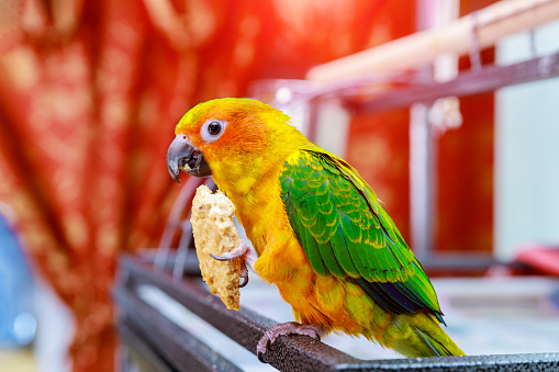 Cute sun conure parrot eating and looking at the camera.