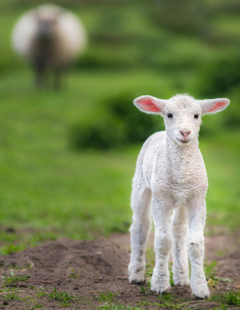 cute, sweet lamb on green meadow stock photo