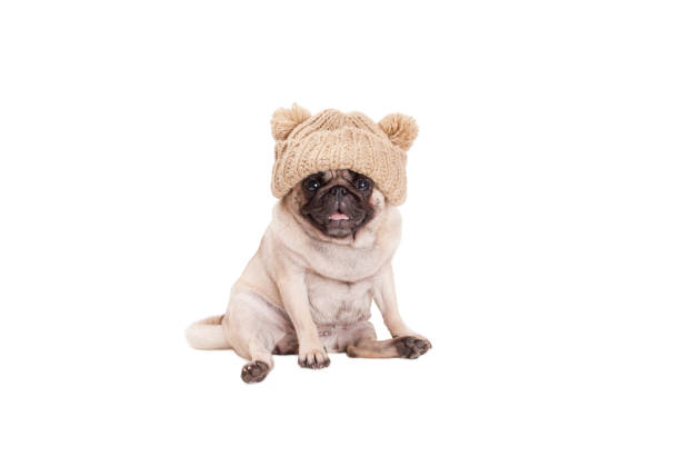 cute sweet pug puppy dog sitting down smiling, wearing knitted hat, isolated on white background stock photo