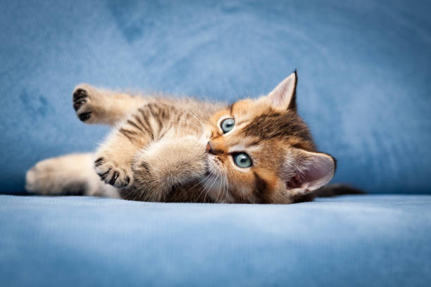 Cute tabby British kitten chewing his paw stock photo