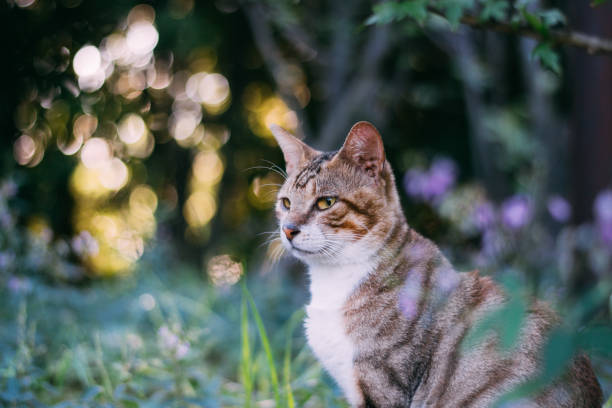 Cute tabby cat in the forest stock photo