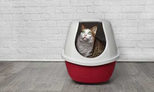 Cute Tabby Cat Sitting In A Red Litter Box And Looking Up Stock Photo