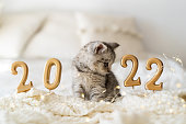istock A cute tabby kitten of the Scottish straight cat breed sits on a knitted blanket. Good New Year spirit. Ready postcard 2022. 1349366422
