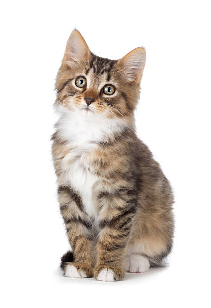 Cute tabby kitten on a white background. stock photo