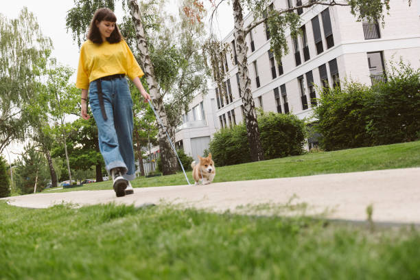 cute teenage girl walks with a corgi puppy, urban background cute teenage girl walks with a corgi puppy, urban background beautiful young brunette girl playing with her dog stock pictures, royalty-free photos & images