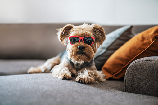Portrait of a cute yorkshire terreir dog at home wearing sunglasses.