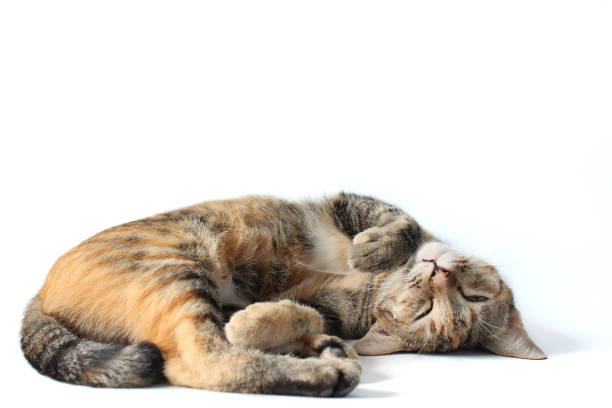 süße thai tricolor gestreifte katze schläft, isoliert auf einem weißen backgroud. - katze dreifarbig niemand stock-fotos und bilder