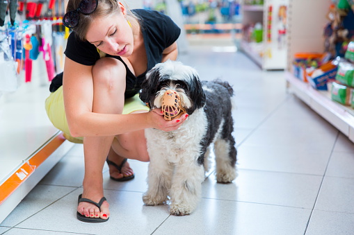 Cute harmless Tibetan Terrier with his owner in pet store trying too big muzzle for him