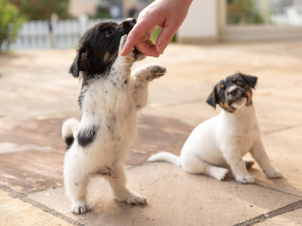 simpatici cuccioli tricolori di jack russell terrier che giocano con il suo proprietario. giovani cagnolini di 7,5 settimane - allevatore foto e immagini stock