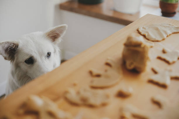Cute white dog looking at gingerbread cookies dough on wooden table in modern room. Funny curious swiss shepherd doggy and christmas cookies. Authentic moment. Pet and Holiday preparation stock photo