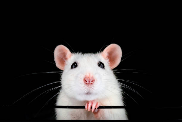 Cute white pet rat portrait with black background. Cute white pet rat portrait with black background. Front on symmetrical view of face with paw under chin. Rattus norvegicus domestica. mouse animal photos stock pictures, royalty-free photos & images