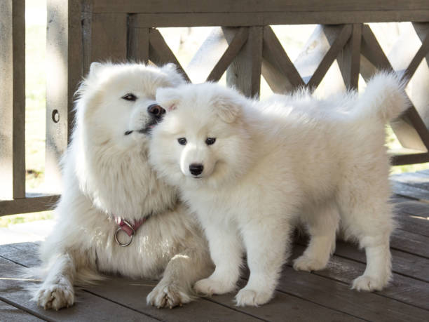 5 774 Samoyed Puppies Stock Photos Pictures Royalty Free Images Istock