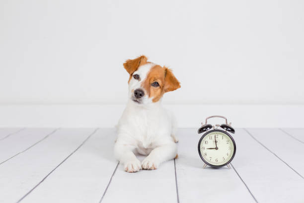 cute white small dog lying on the floor and looking at the camera. alarm clock with 9 am besides. Wake up and morning concept. Pets indoors cute white small dog lying on the floor and looking at the camera. alarm clock with 9 am besides. Wake up and morning concept. Pets indoors waiting stock pictures, royalty-free photos & images