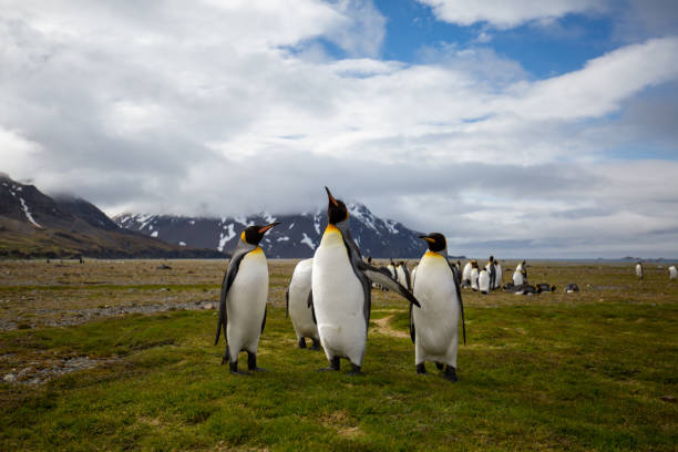 cute wild animal loves his freedom some penguins in the arctic walking around on the north pole and looking for the young baby"u2019s baby penguin stock pictures, royalty-free photos & images