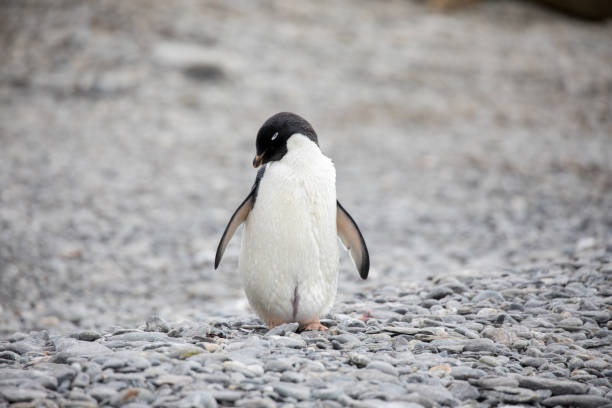 cute wild animal loves his freedom some penguins in the arctic walking around on the north pole and looking for the young baby"u2019s baby penguin stock pictures, royalty-free photos & images