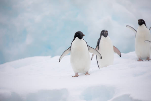 cute wild animal loves his freedom  baby penguin stock pictures, royalty-free photos & images