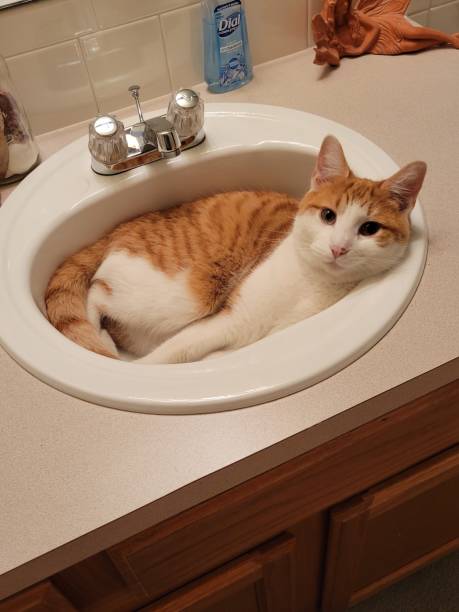 Cute yellow cat likes to sleep in the bathroom sink stock photo