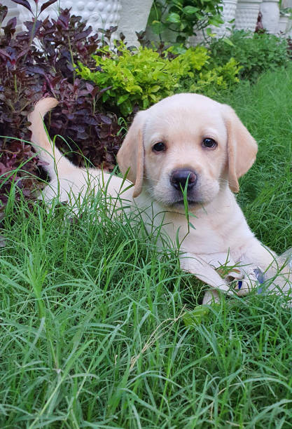 Cute yellow Labrador puppy stock photo