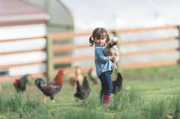 Cute young ethnic girl walks around family farm carrying a live chicken Cute young ethnic girl walks around family farm carrying a live chicken free range stock pictures, royalty-free photos & images