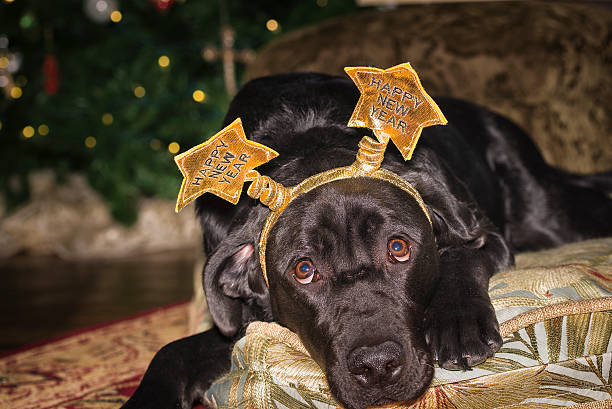 Cute Young Labrador Celebrating New Year's Day Young black female Labrador Retriever wearing a New Year's holiday costume crown happy new year dog stock pictures, royalty-free photos & images