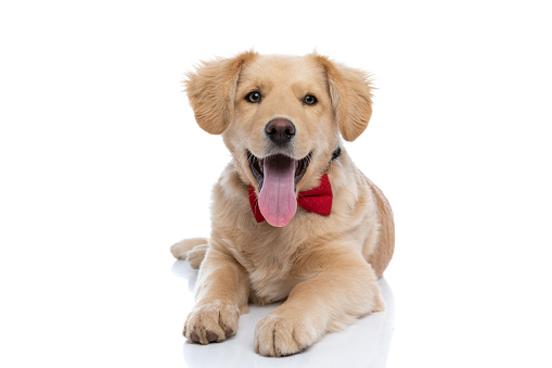 cute young labrador retriever dog wearing red bowtie, sticking out tongue and panting, laying down isolated on white background in studio