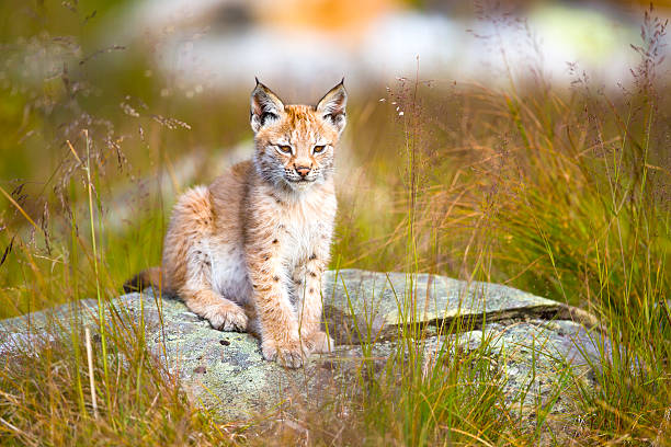 cute young lynx cub sitting in the grass - euraziatische lynx stockfoto's en -beelden