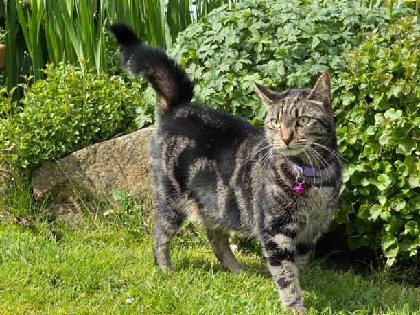 Cute young tabby cat playing in a garden stock photo