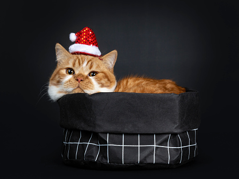 Cute Youngster Red Tabby With White British Shorthair Cat Kitten